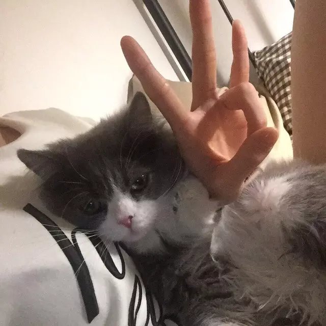 寿盛澜绿
