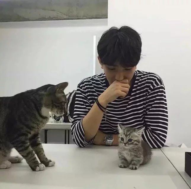 于英海蝶